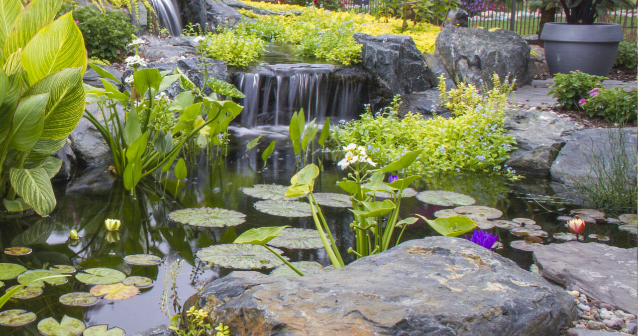 Small Plants For Small Ponds